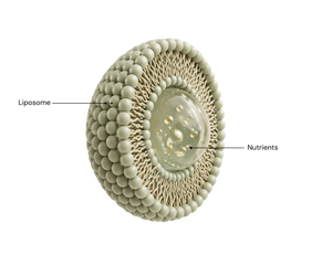 Liposomal vs Traditional Supplements: Which Is Better?