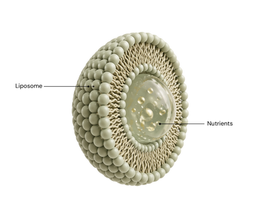 Liposomal vs Traditional Supplements: Which Is Better?