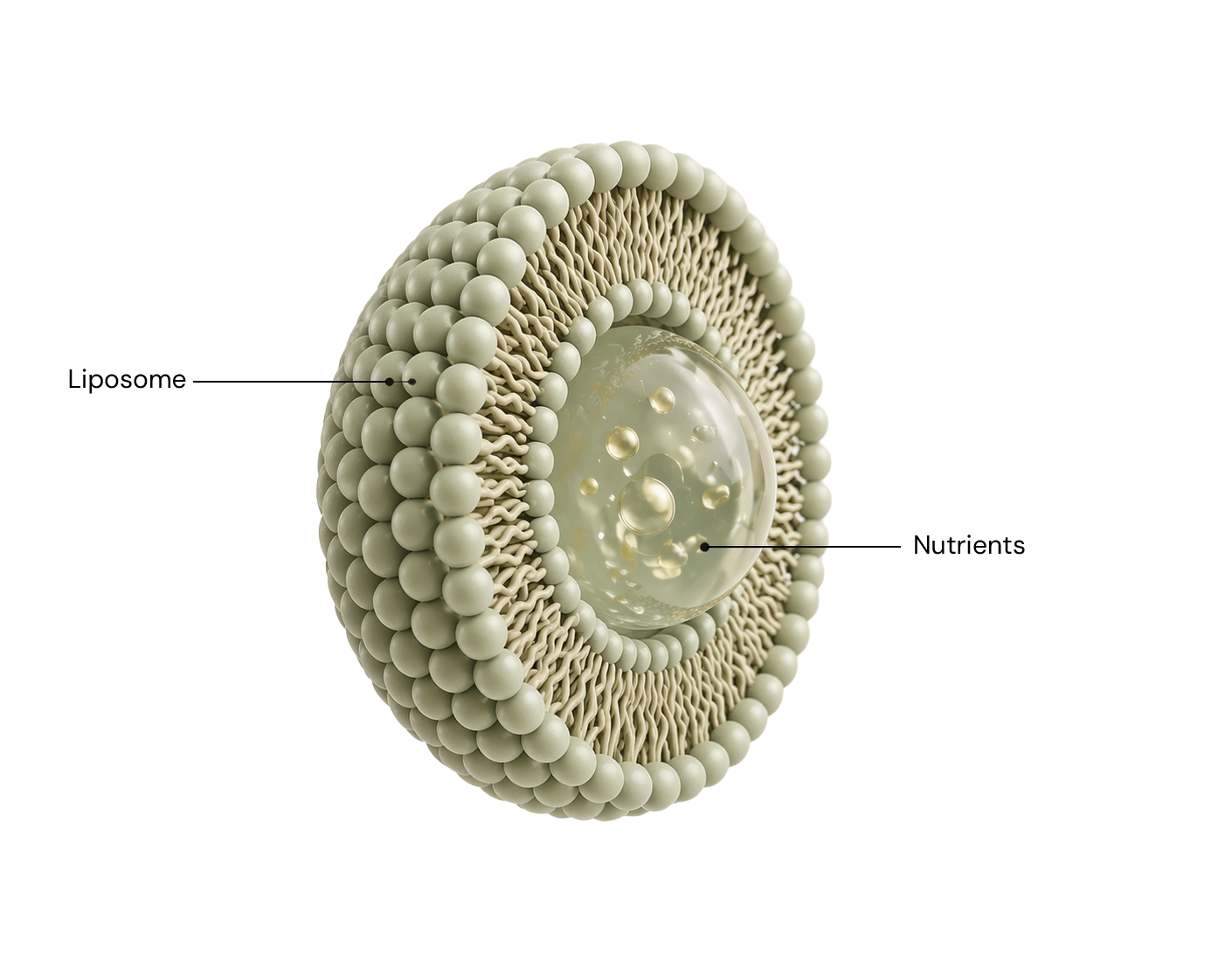Liposomal vs Traditional Supplements: Which Is Better?