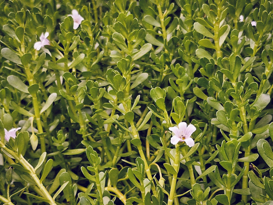 Bacopa monnieri plant with small white flowers, the herb studied in trials of Bacopa for memory