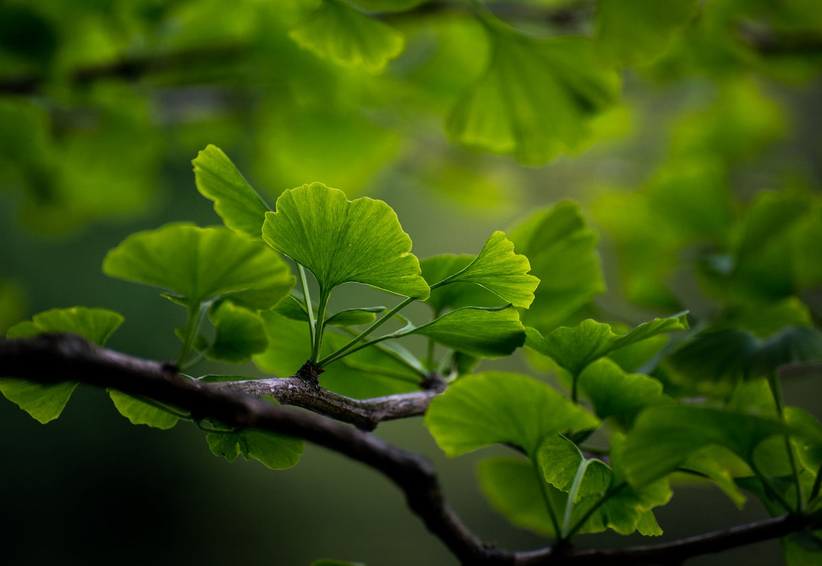 Green ginkgo biloba leaves in sunlight, the herb studied in dementia and Alzheimer's research