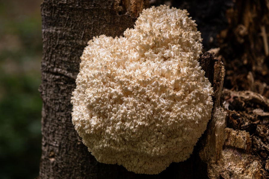 Lion's Mane mushroom growing on a tree trunk, studied for nerve growth factor and brain ageing
