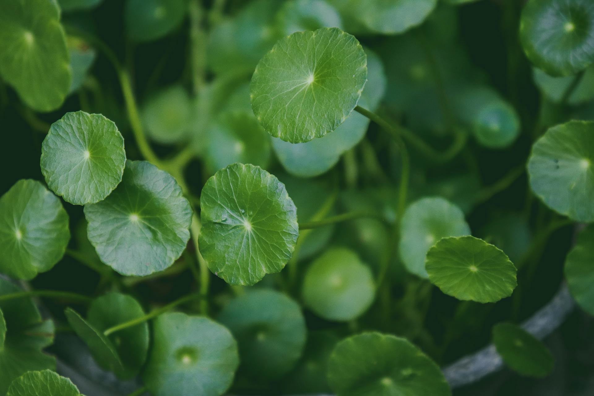 Gotu Kola benefits for cognition, circulation, and cellular resilience