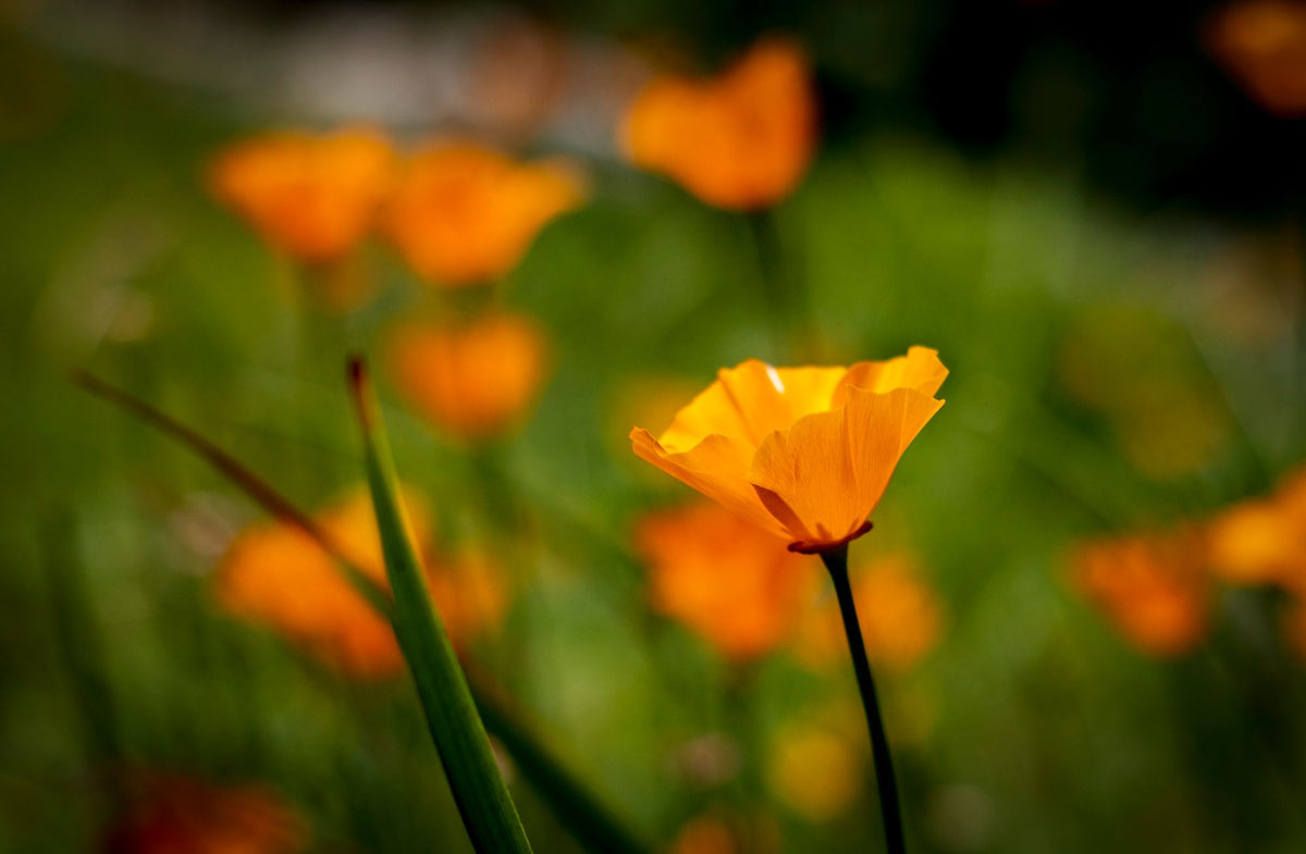 Bright orange California poppies, a gentle herb for sleep and calm