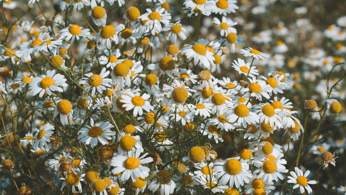Chamomile flowers in a meadow, a calming herb for sleep
