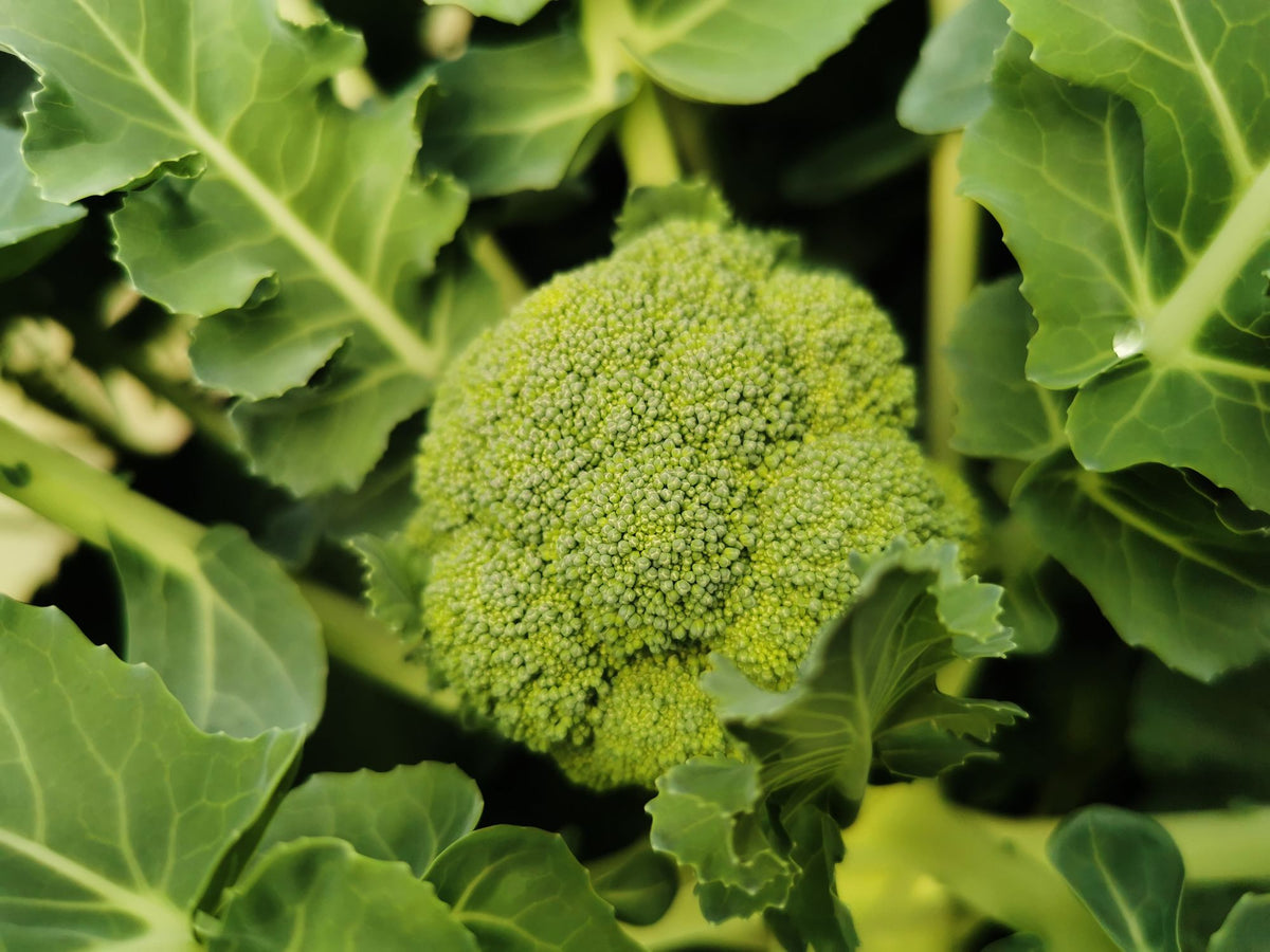 Fresh broccoli with leaves, a natural source of chromium for blood sugar balance