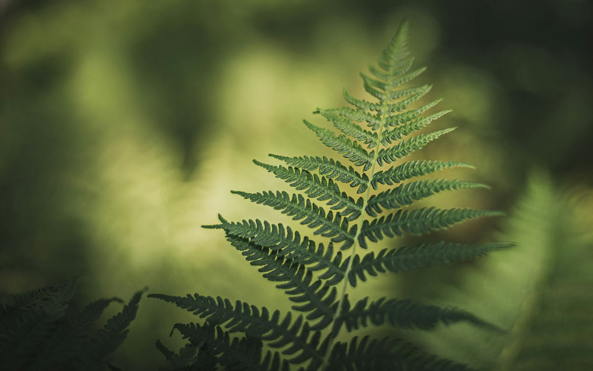 Green fern in soft natural light