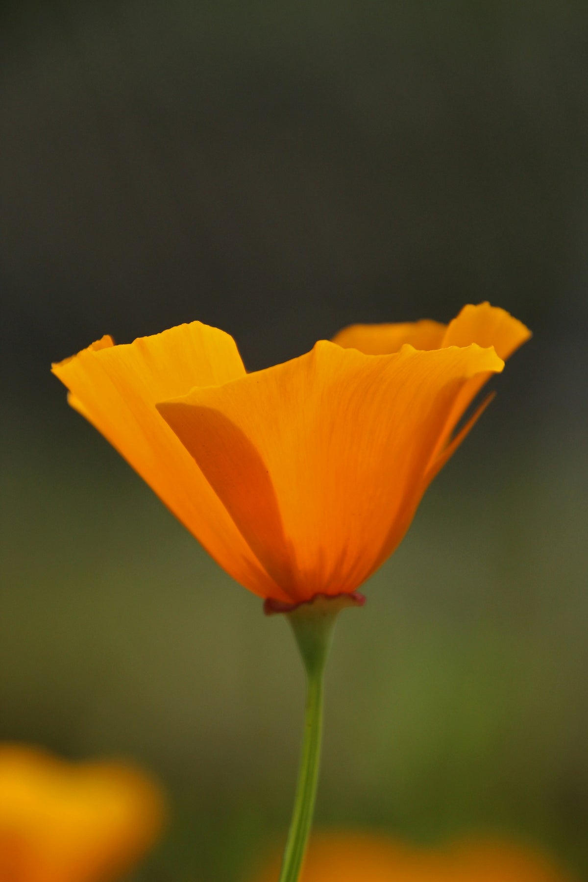 Sömntuta (California poppy)