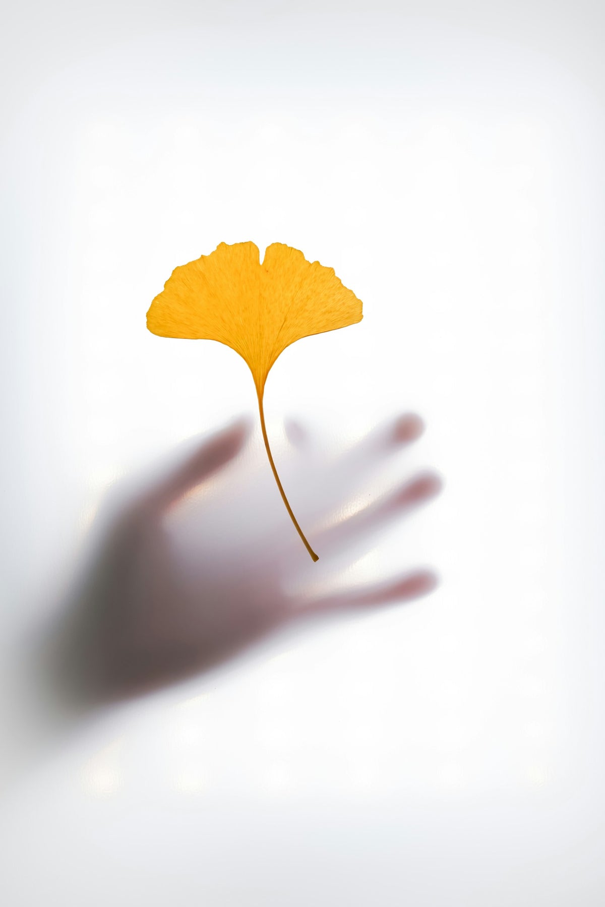 Ginkgo biloba