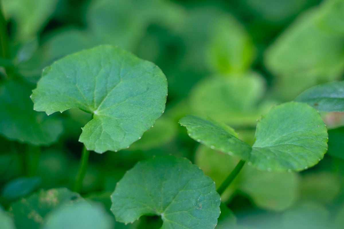 Gotu kola