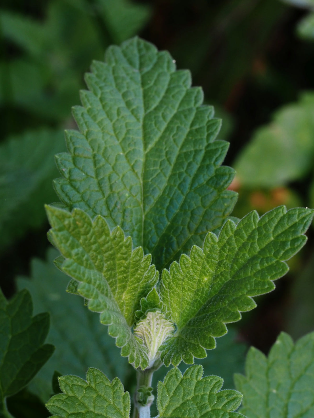 Citronmeliss