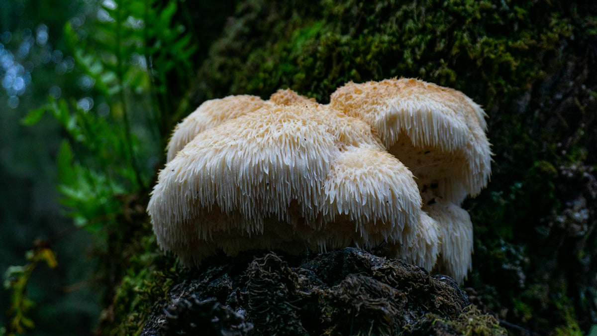 Lion's Mane