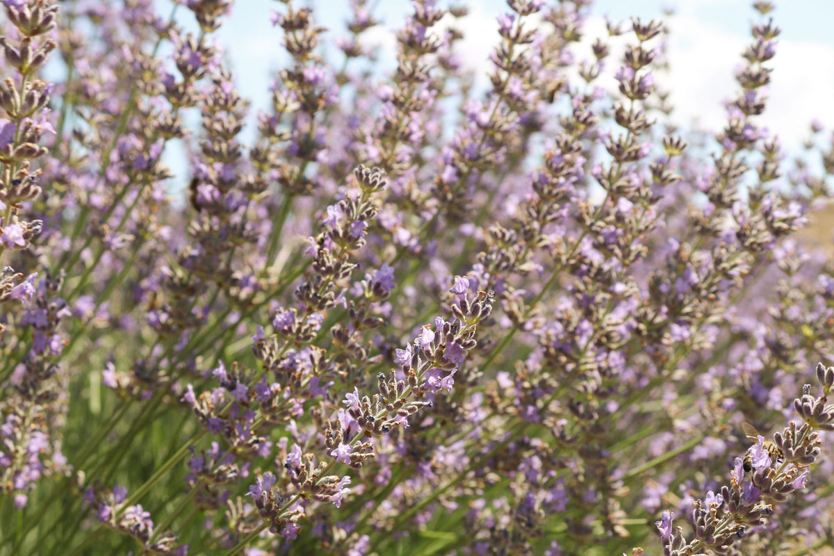 Purple lavender flowers, for relaxation and easier sleep onset