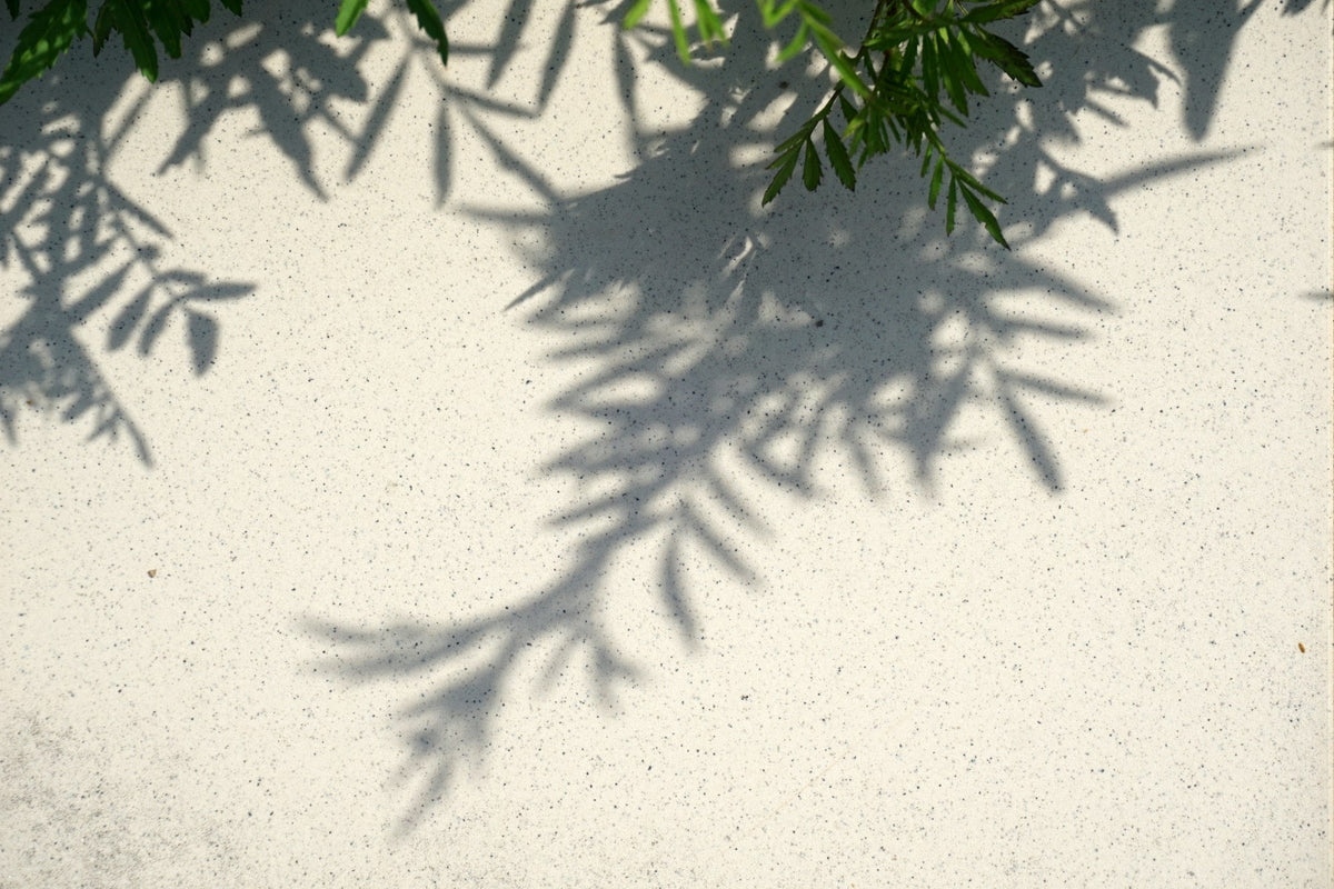 Leaf shadows on a light wall