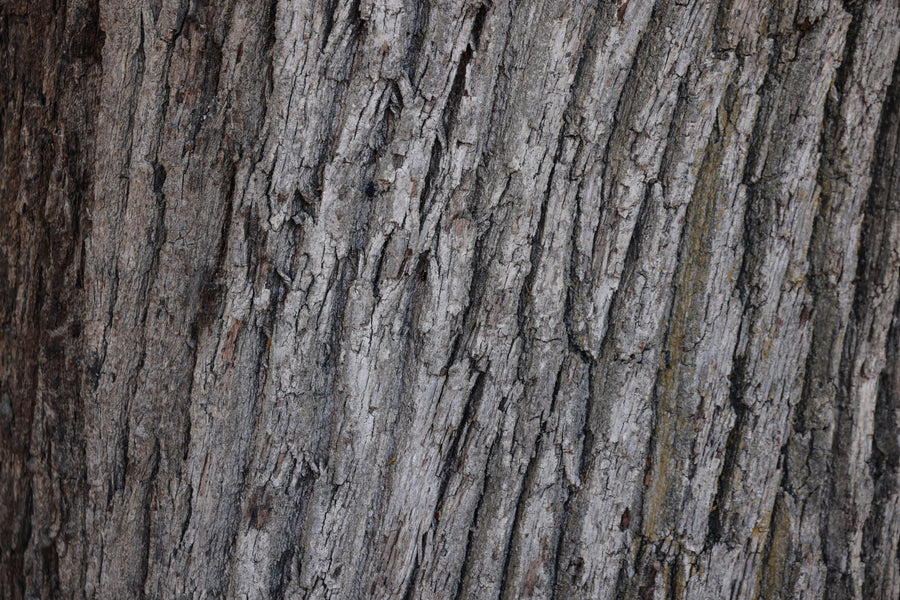 Close up of rough pine tree bark, the source of pine bark extract