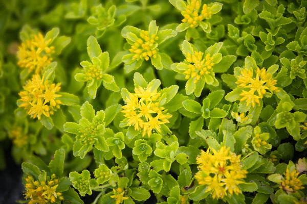Rhodiola Rosea: Mental Fatigue, Stress Resilience And Cognitive Endurance