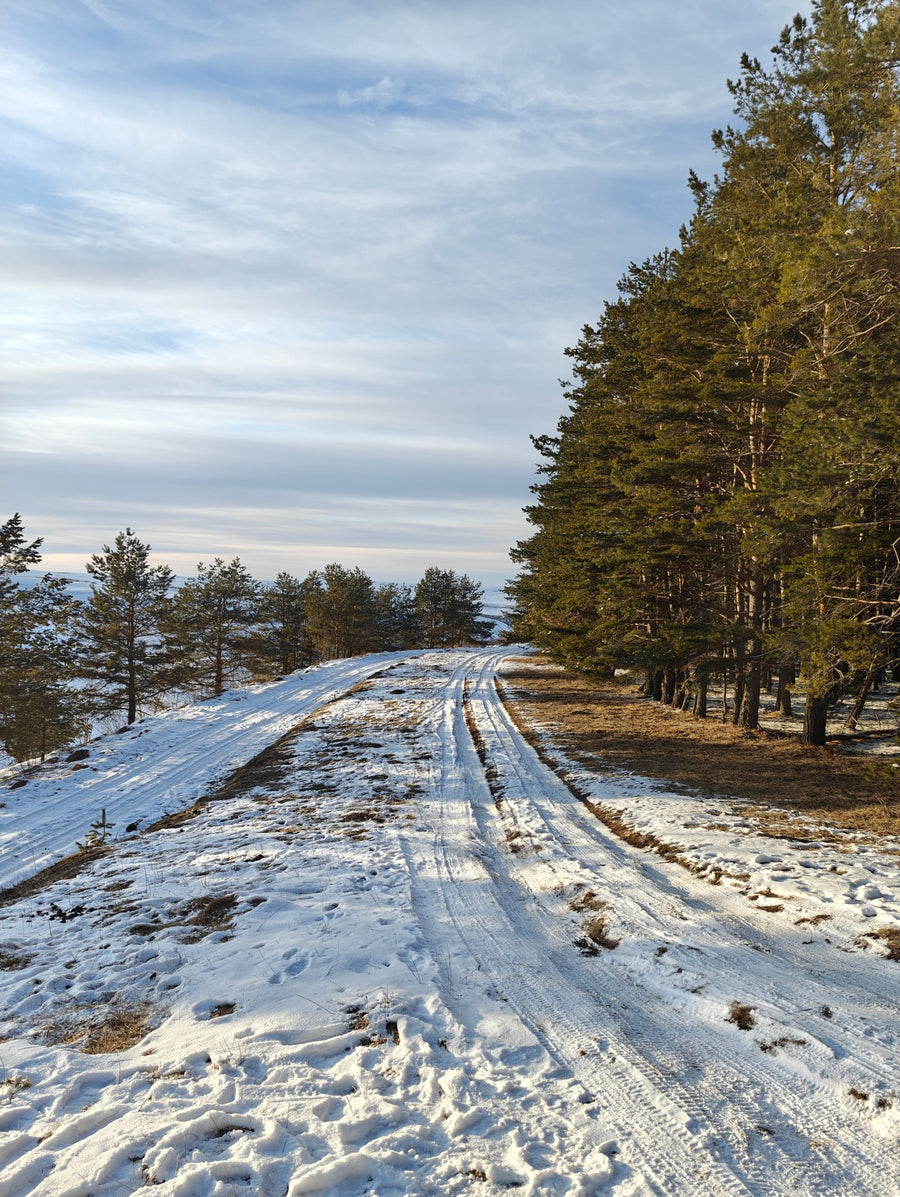 Snowy forest path in low winter morning sunlight, vitamin D in the Nordic countries
