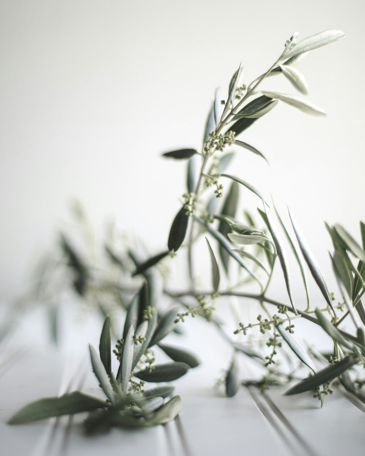 Olive branch on a white background